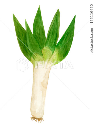 手繪水彩插圖，描繪的是下稔大蔥。 133116430