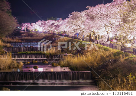 Miyagino Hayakawa櫻花在銀行 Miyagino Hayakawa櫻花在銀行 133116491