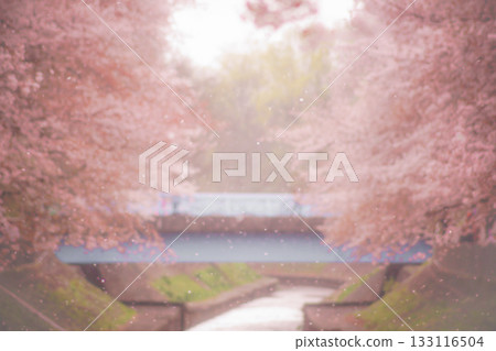 Sakura snowstorm in Zempukuji Ryokuchi Park 133116504