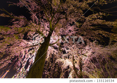 山下公園夜晚的燈光櫻花 山下公園夜晚的燈光櫻花 133116534
