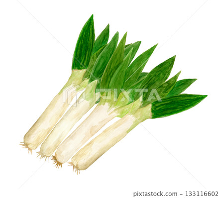 手繪水彩插圖，描繪了堆疊的下蔥 133116602