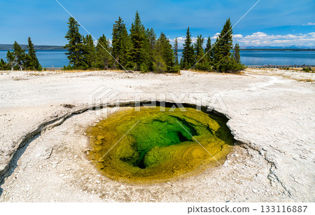 Vibrant green and yellow Ledge Spring, a hot spring in the West Thumb Geyser Basin of Yellowstone National Park. Yellowstone Lake is visible in the background 133116887
