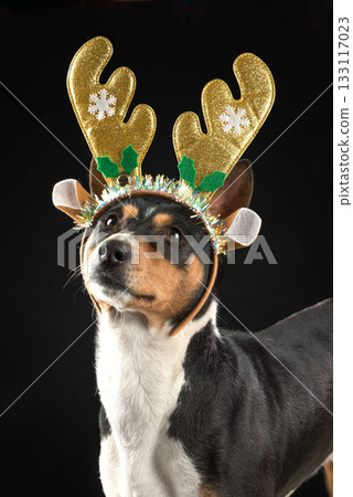 Close-up portrait of funny beautiful dog basenji in Christmas deer costume on dark background 133117023