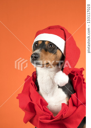 portrait of a basenji dog in a Santa hat portrait of a basenji dog in a Santa hat 133117028