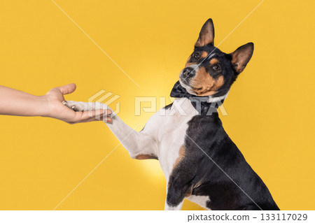 A small Basenji dog with a black and white coat is sitting and extending its paw towards a human hand. A small Basenji dog with a black and white coat is sitting and extending its paw towards a human hand. 133117029