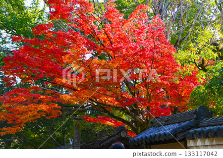 菩提院大禦堂的秋葉景色 菩提院大禦堂的秋葉景色 133117042