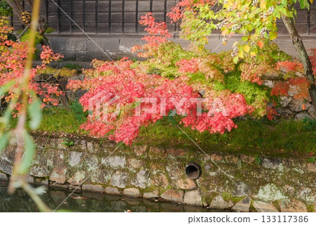 Leaves turning red and a Japanese-style wall along the banks of the Kurashiki River 133117386