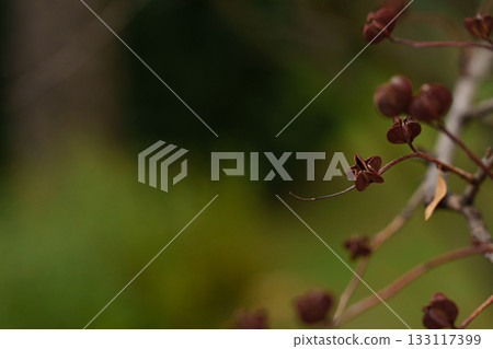Dry Exochorda fruits against a soft green bokeh. 133117399