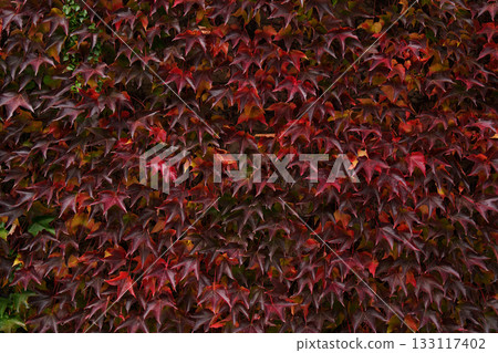Close-up of red autumn leaves of wild grapes. Background photo. Close-up of red autumn leaves of wild grapes. Background photo. 133117402