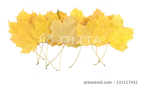 Pile of yellowed autumn leaves isolated on transparent background. Fall foliage, perfect for seasonal design, nature concepts, and decorative projects Pile of yellowed autumn leaves isolated on transparent background. Fall foliage, perfect for seasonal design, nature concepts, and decorative projects 133117432