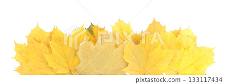 Autumn leaves lying horizontally, isolated on transparent background. Perfect natural template for cards, banners, and seasonal design projects Autumn leaves lying horizontally, isolated on transparent background. Perfect natural template for cards, banners, and seasonal design projects 133117434