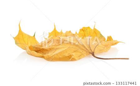 Dry yellow autumn leaf isolated on transparent background. Realistic seasonal element perfect for nature themes, decoration, eco design, and fall composition projects 133117441