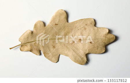 A dried oak leaf lays flat on a white surface. 133117812