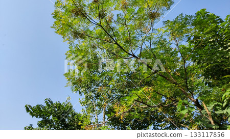 Seasonal foliage and pods on sunlit tree top Seasonal foliage and pods on sunlit tree top 133117856