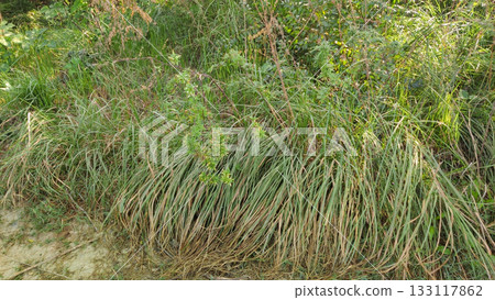 Wild vegetation thriving in humid green habitat Wild vegetation thriving in humid green habitat 133117862