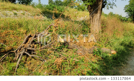 Ancient fortified city of Sirsukh shows Kushan urban planning and military architecture in Taxila Ancient fortified city of Sirsukh shows Kushan urban planning and military architecture in Taxila 133117864