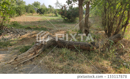 Old broken tree lying on ground beside lush green village fields 133117878