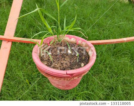 Decorative pyramid structure with multiple flower pots arranged in rings on metal frame, vibrant garden display in lush park surrounded by green grass and trees, creative outdoor plant arrangement 133118005