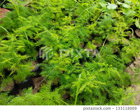 Fresh green ornamental plants growing in nursery polybags, evergreen foliage plants with bright needle like leaves commonly used for garden decoration, landscaping and outdoor greenery 133118009