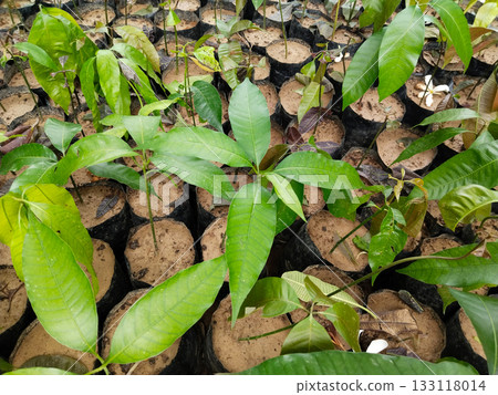 Multiple mango saplings growing in black plastic grow bags arranged in neat rows on soil at plant nursery for commercial agriculture and horticulture in India during monsoon season Multiple mango saplings growing in black plastic grow bags arranged in neat rows on soil at plant nursery for commercial agriculture and horticulture in India during monsoon season 133118014