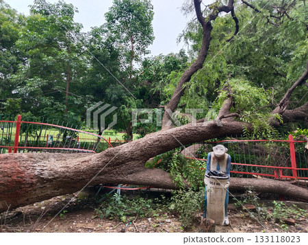 Uprooted tree with exposed roots and fallen trunk damaging park fence, reddish bark, natural disaster impact in garden setting with greenery and outdoor environment Uprooted tree with exposed roots and fallen trunk damaging park fence, reddish bark, natural disaster impact in garden setting with greenery and outdoor environment 133118023