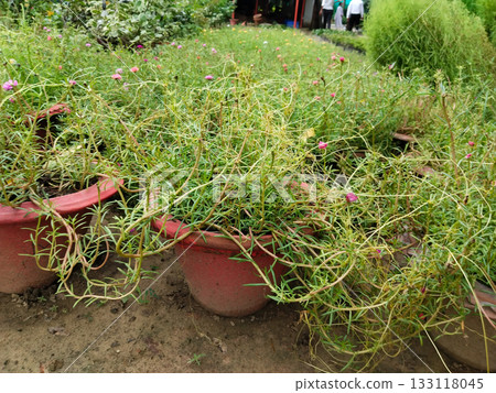 nursery Gardening with Portulaca: Beautiful Moss Rose Plants in Blooming Pots with Colorful Flowers, Perfect for Balcony or Terrace, Easy Care and Low Maintenance Succulent for Summer Display 133118045
