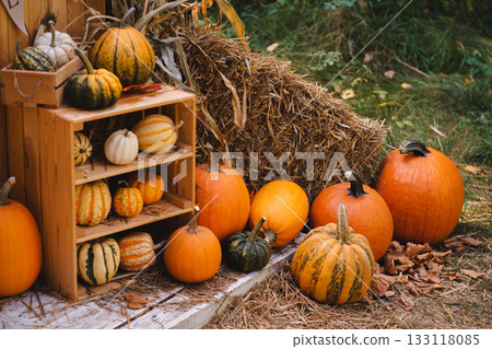 Rustic Wooden Shelf with Pumpkins and Gourds for Autumn Harvest Display Rustic Wooden Shelf with Pumpkins and Gourds for Autumn Harvest Display 133118085