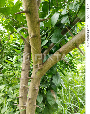 Lemon tree branch with large sharp thorns, citrus plant stem showing prominent defensive spikes in agricultural garden environment Lemon tree branch with large sharp thorns, citrus plant stem showing prominent defensive spikes in agricultural garden environment 133118176