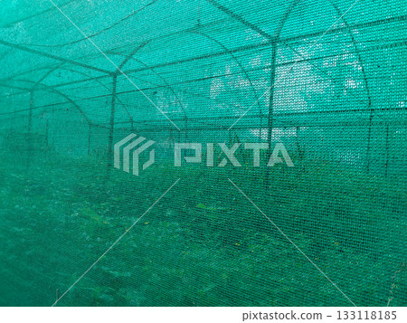Green shade net nursery with plants growing inside, protective outdoor greenhouse structure used for plant cultivation, gardening, farming, and agriculture with sunlight control and healthy green 133118185