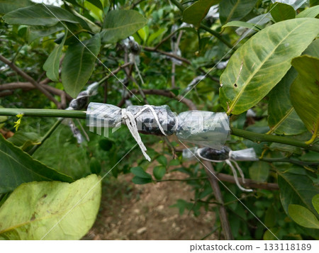 lemon Plant stem propagation by air layering method, wrapped soil and plastic on branch with string for root growth, horticultural technique in garden using healthy green leaves and natural 133118189