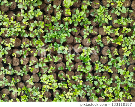 Lemon plants growing in nursery bags, healthy green saplings arranged for gardening, farming, and orchard use, perfect for organic fruit cultivation, easy transplantation, and rapid robust growth in 133118197