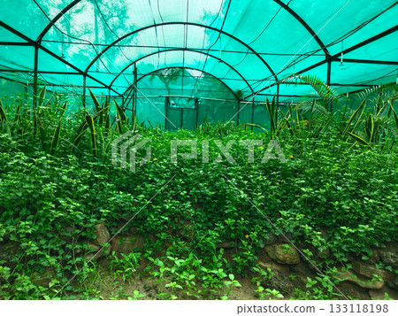 Dense green plants growing inside shade net house, organized nursery setup with steel frame and protective green netting, outdoor polyhouse structure for tropical ornamental cultivation in controlled Dense green plants growing inside shade net house, organized nursery setup with steel frame and protective green netting, outdoor polyhouse structure for tropical ornamental cultivation in controlled 133118198