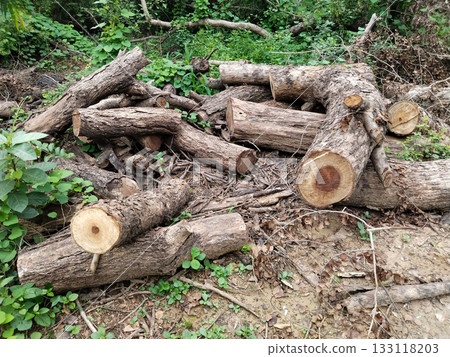 Pile of freshly cut tree logs with bark and exposed rings lying on the ground among dry leaves and green plants, remains after pruning or clearing in park or wooded area Pile of freshly cut tree logs with bark and exposed rings lying on the ground among dry leaves and green plants, remains after pruning or clearing in park or wooded area 133118203