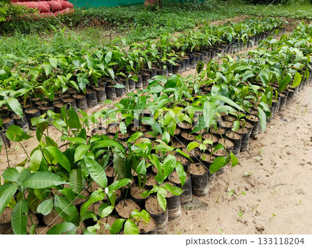 Multiple mango saplings growing in black plastic grow bags arranged in neat rows on soil at plant nursery for commercial agriculture and horticulture in India during monsoon season Multiple mango saplings growing in black plastic grow bags arranged in neat rows on soil at plant nursery for commercial agriculture and horticulture in India during monsoon season 133118204