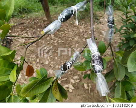 lemon Plant stem propagation by air layering method, wrapped soil and plastic on branch with string for root growth, horticultural technique in garden using healthy green leaves and natural lemon Plant stem propagation by air layering method, wrapped soil and plastic on branch with string for root growth, horticultural technique in garden using healthy green leaves and natural 133118209