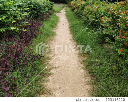 Narrow dirt pathway winding through dense greenery, bordered by foliage and flowering shrubs in garden or park, rustic and tranquil natural trail ideal for leisurely walks, nature exploration, and 133118210