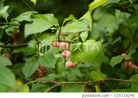 Colorful Euonymus Berries on Branches in Autumn Forest 133118240