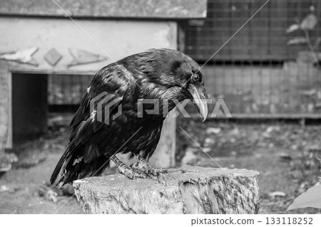 Beautiful black crows sit on a stump 133118252
