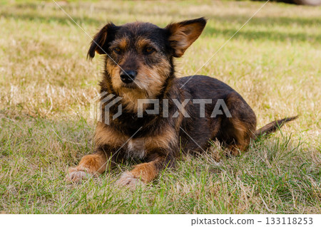 Old dog posing and resting on the grass close-up 133118253