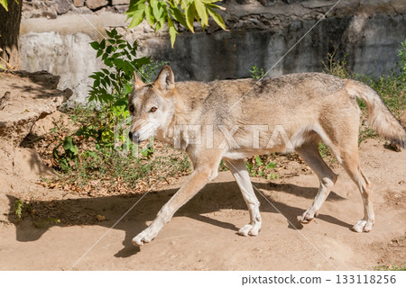 Wolf with a close-up view 133118256