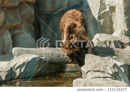 Brown bear Brown bear 133118257