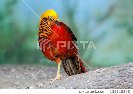 Golden pheasant on a close-up branch 133118258