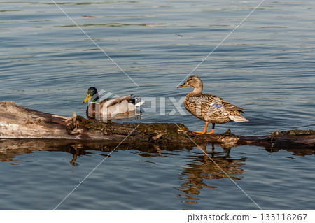 Duck and drake sit on a log 133118267