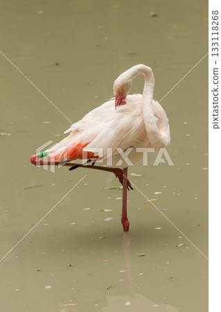 Flamingo on the lake drinking water 133118268