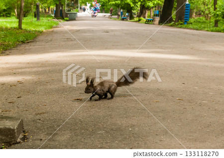 Dark brown squirrel (black, gray) Dark brown squirrel (black, gray) 133118270