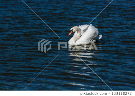 Beautiful swan floats on the lake Beautiful swan floats on the lake 133118272