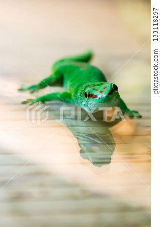 lizard lizard 133118297