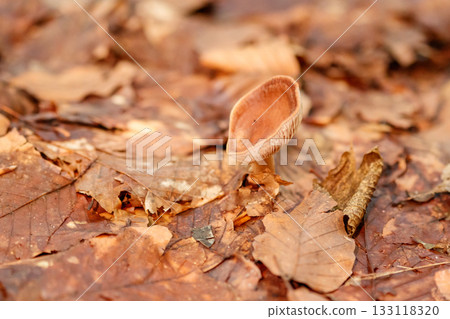 beautiful mushrooms under yellow, orange forest leaves beautiful mushrooms under yellow, orange forest leaves 133118320
