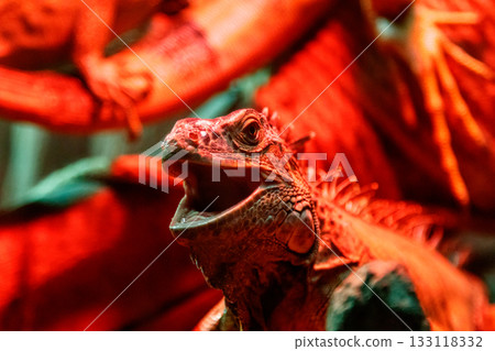 beautiful iguana lizard 133118332