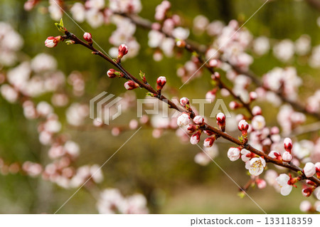 beautifully flowering cherry branches on which the bees sit beautifully flowering cherry branches on which the bees sit 133118359